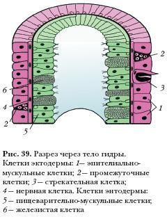 Кракен это современный маркетплейс